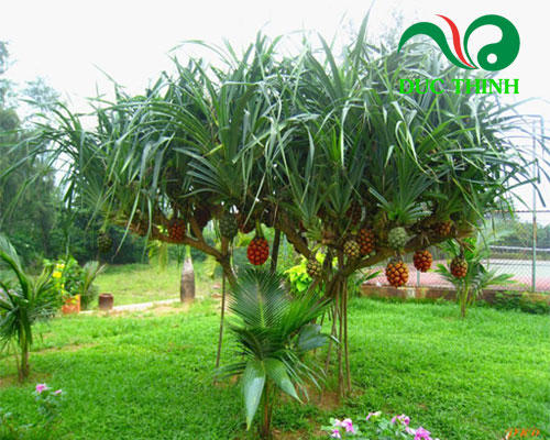 Đặc điểm của cây dứa dại