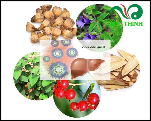 Hướng dẫn chữa viêm gan bằng quả dứa dại