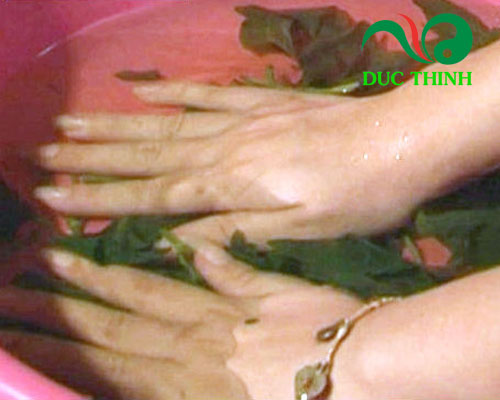 Những cách sử dụng cây lá lốt chữa bệnh ra mồ hôi chân tay