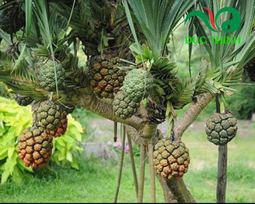 Những điều cần biết về quả dứa dại