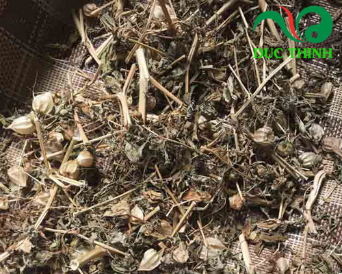 Bài thuốc hay chữa bệnh từ cây bù lù