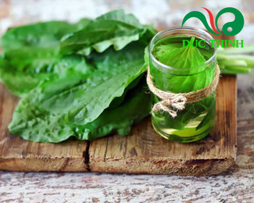 Cách cai thuốc bằng lá mã đề