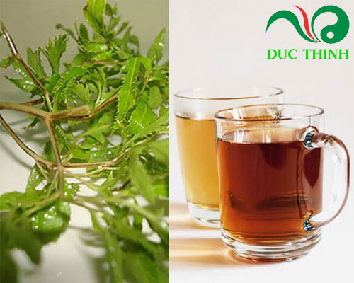 cách dùng lá đinh lăng chữa bệnh hiệu quả