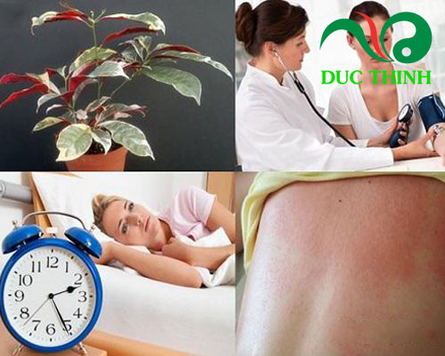 Cây đơn lá đỏ có tác dụng gì?