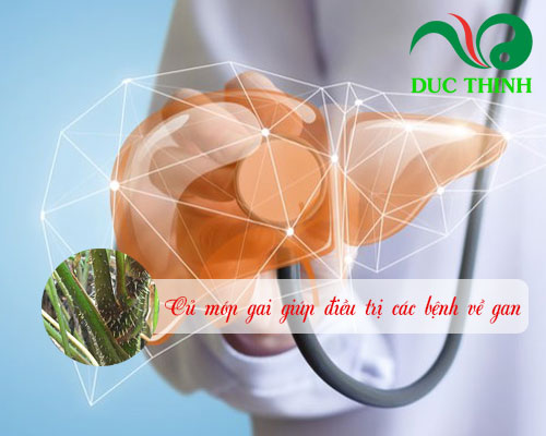 Công dụng của củ móp gai là gì?