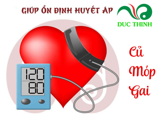 Công dụng của củ móp gai là gì?