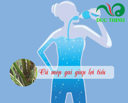 Công dụng của củ móp gai là gì?