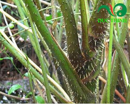 Củ móp gai là gì?