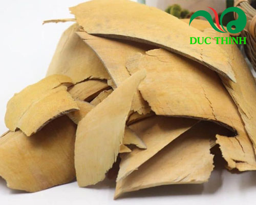 Đôi nét thông tin về rễ nhàu