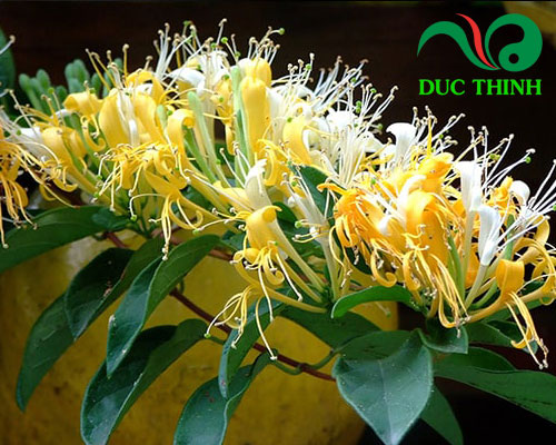 Giới thiệu về kim ngân hoa