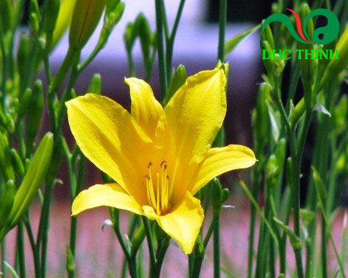 Hoa kim châm là gì?