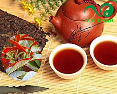 Hướng dẫn cách sử dụng cây đơn lá đỏ