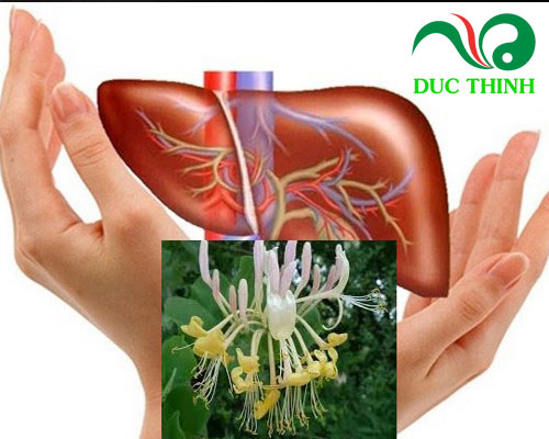 Giới thiệu về kim ngân hoa