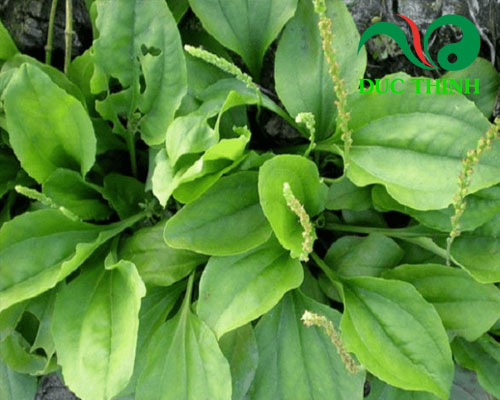 Lá mã đề cai thuốc 