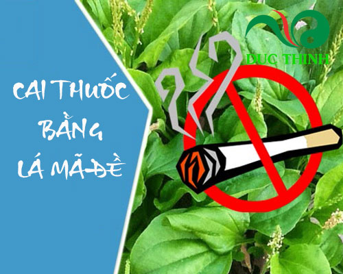 Lá mã đề cai thuốc lá có thực sự hiệu quả?