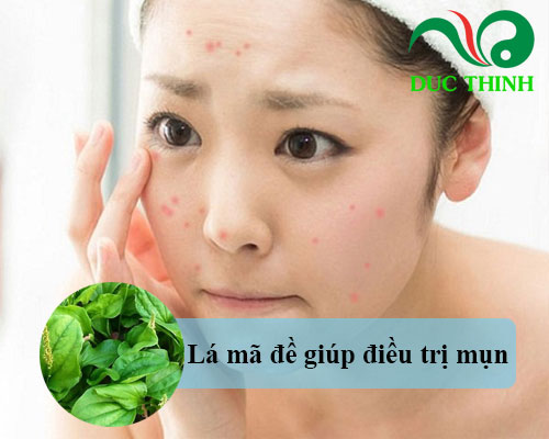 Lá mã đề có tác dụng gì