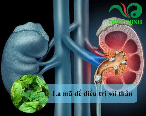 Lá mã đề có tác dụng gì?