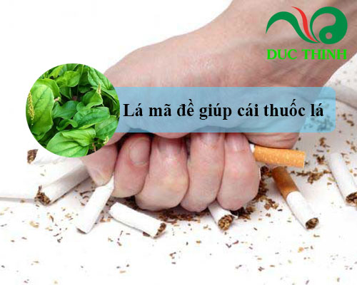 Lá mã đề có tác dụng gì