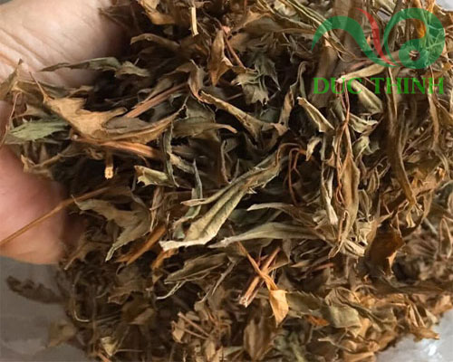 thành phần hoạt chất có trong lá đinh lăng