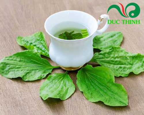 Món ngon dễ làm từ lá mã đề tốt cho sức khỏe của bà bầu