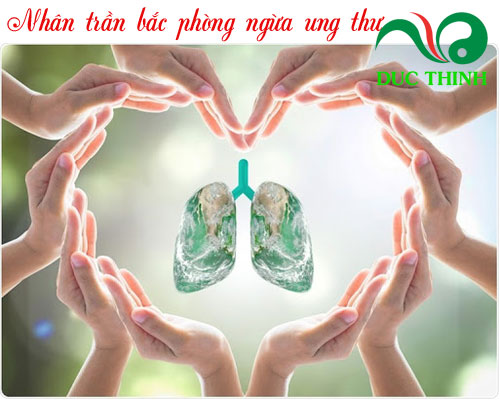 Nhân trần bắc có tác dụng gì?