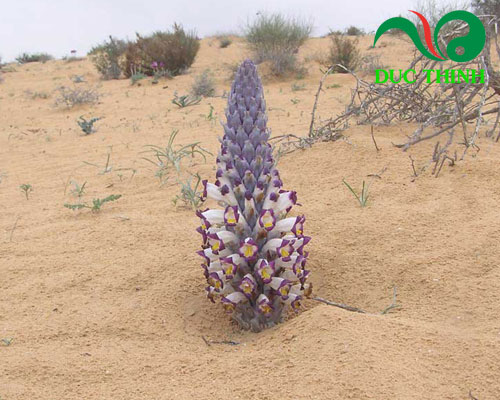 Nhục thung dung là cây gì?