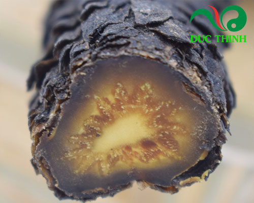 Nhục thung dung loại nào tốt nhất?