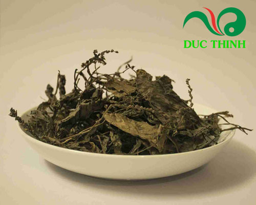 Những điều cần biết về cây mã đề