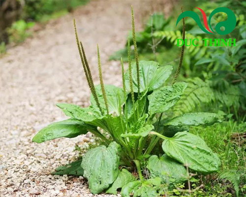 Những điều cần biết về cây mã đề