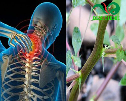 Rau dền gai có tác dụng gì?