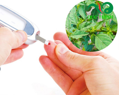 Rau dền gai có tác dụng gì?