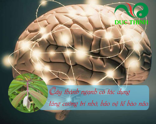 Tác dụng của cây thành ngạnh