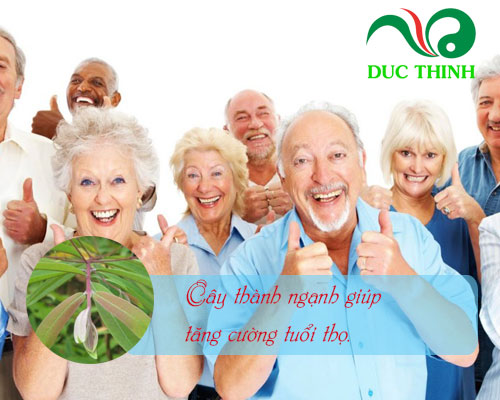 Tác dụng của cây thành ngạnh