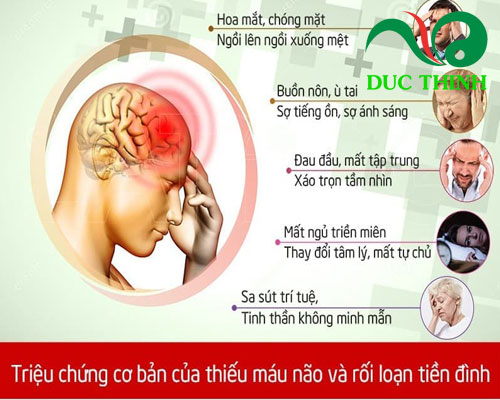 Tác dụng của trà đinh lăng Tâm Lan