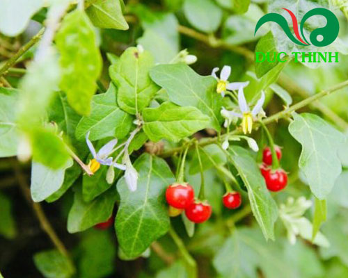 Thành phần của viên giải độc gan Tuệ Linh