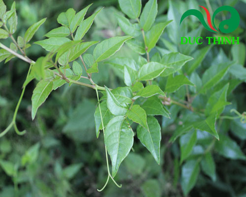 Thành phần của Trà Dây Lava