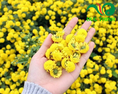 Thành phần của trà đinh lăng Tâm Lan