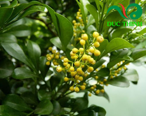 Thành phần của trà hoàn ngọc vàng