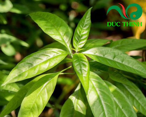 Thành phần của trà hoàn ngọc vàng