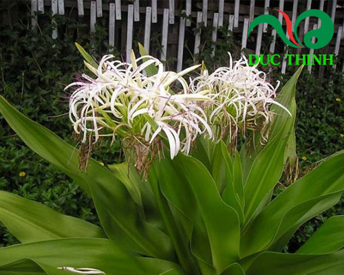 Thành phần của trà trinh nữ hoàng cung