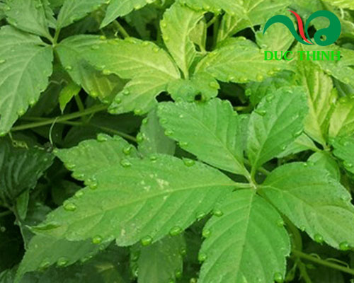 Thành phần của viên thìa canh giảo cổ lam