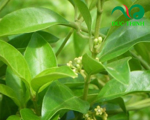 Thành phần của viên thìa canh giảo cổ lam