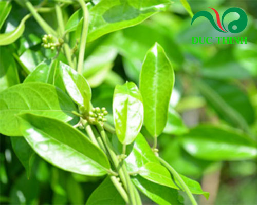 Thành phần viên dây thìa canh