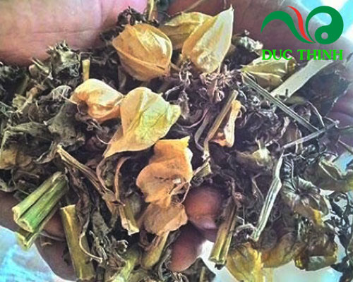 Tìm hiểu chung về cây bù lù