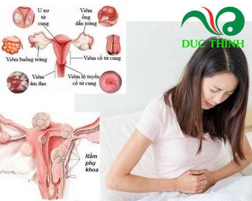 Trà trinh nữ hoàng cung có tác dụng gì?