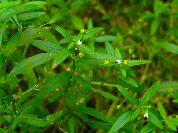 cây bạch hoa xà thiệt thảo mọc ngoài tự nhiên