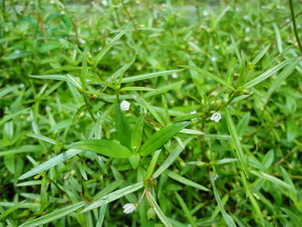 Cây bạch hoa xà thiệt thảo mọc ở nơi ẩm ướt