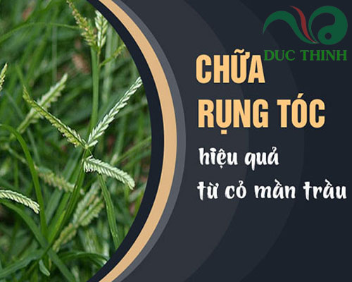 cỏ mần trầu giúp làm đẹp da, mượt tóc