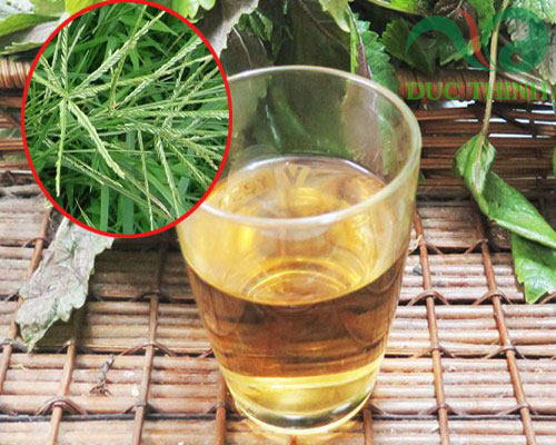 cách dùng cỏ mần trầu hiệu quả
