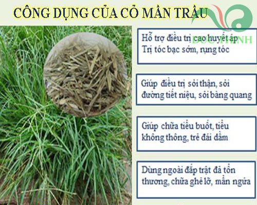 tác dụng của cỏ mần trầu